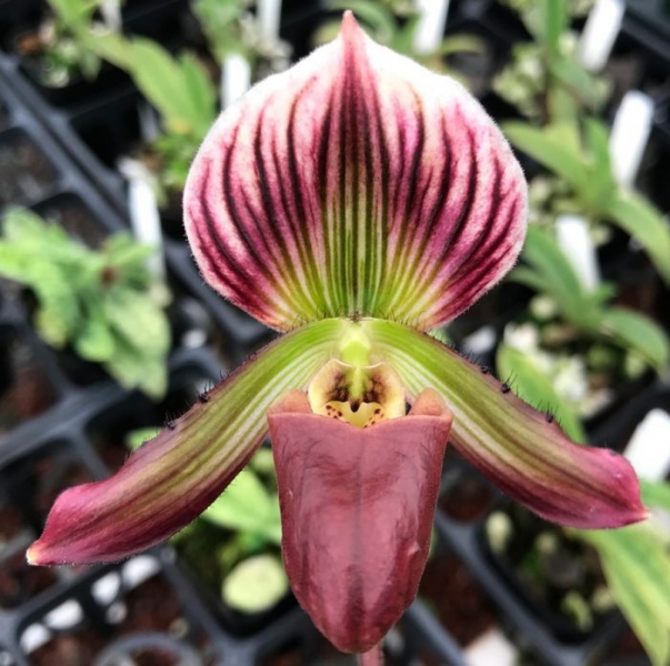 Орхидея Paphiopedilum