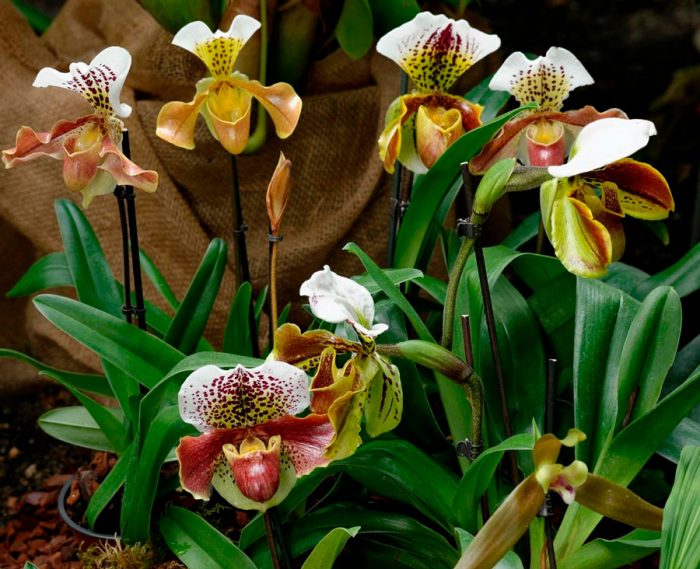Орхидея Paphiopedilum