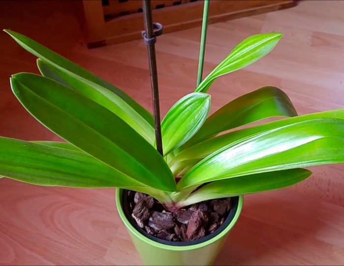Орхидея Paphiopedilum