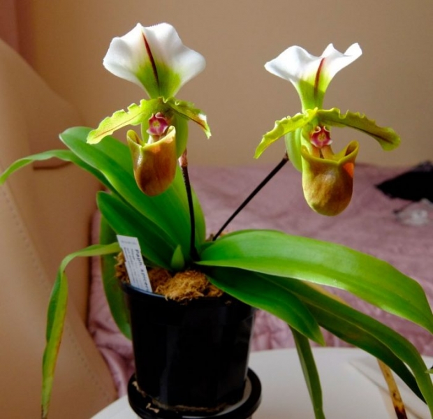 Орхидея Paphiopedilum