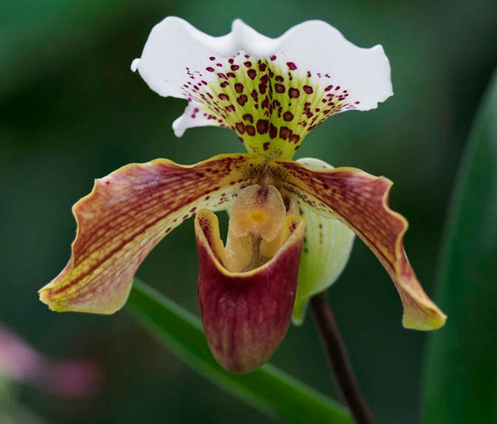 Орхидея Paphiopedilum