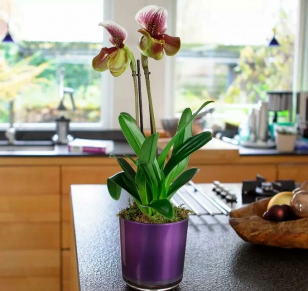 Орхидея Paphiopedilum