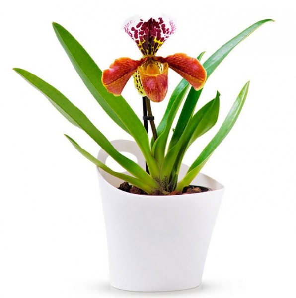 Орхидея Paphiopedilum