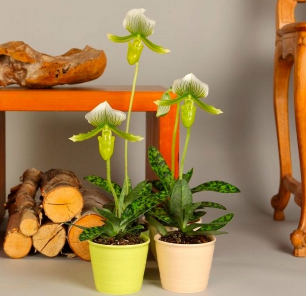 Орхидея Paphiopedilum