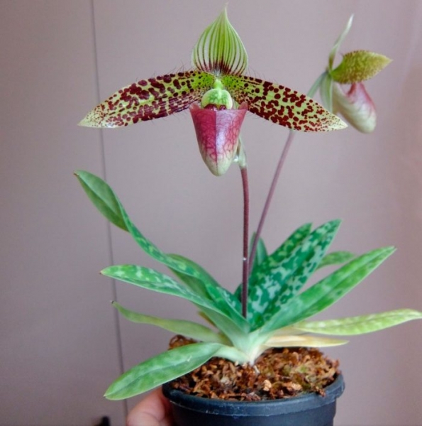 Орхидея Paphiopedilum