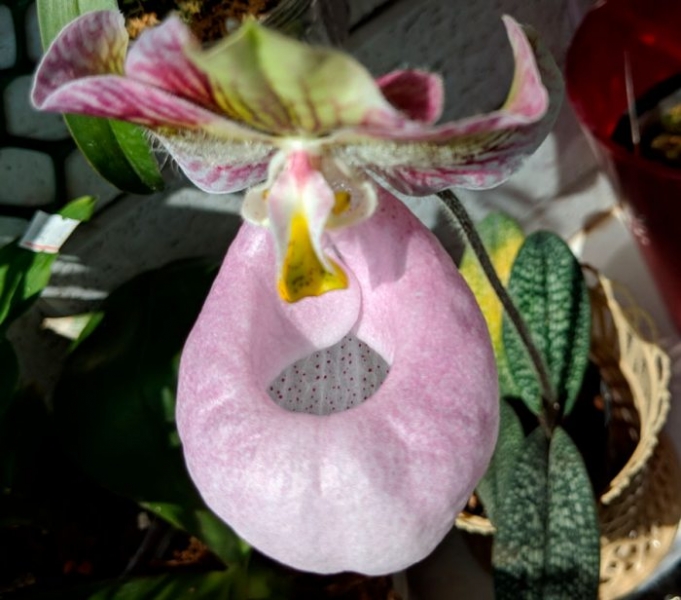 Орхидея Paphiopedilum