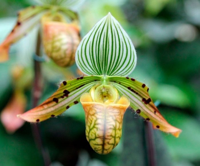 Орхидея Paphiopedilum