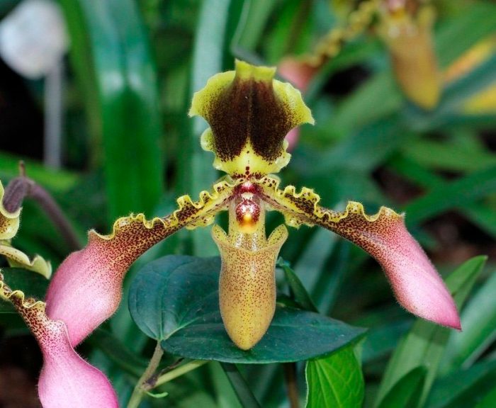 Орхидея Paphiopedilum
