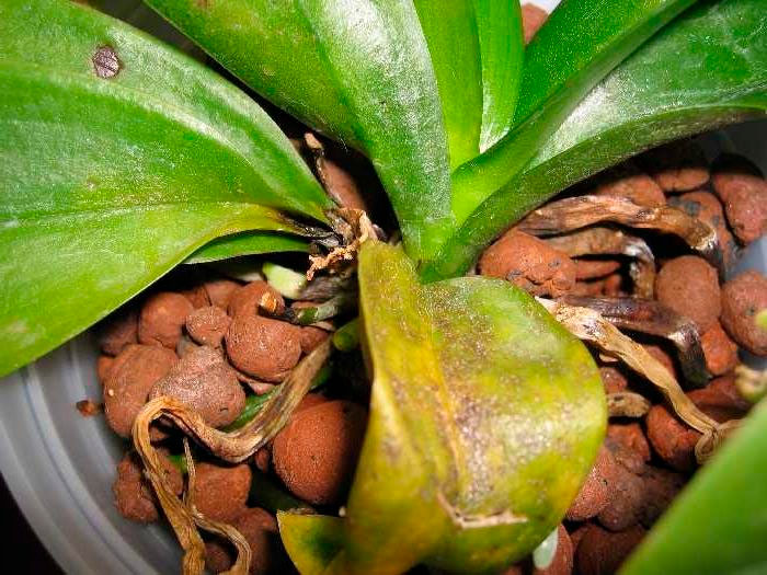 Орхидея Paphiopedilum
