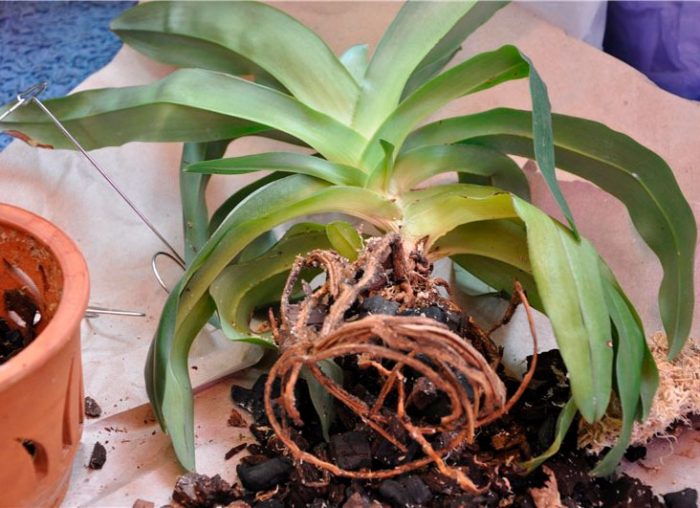 Орхидея Paphiopedilum