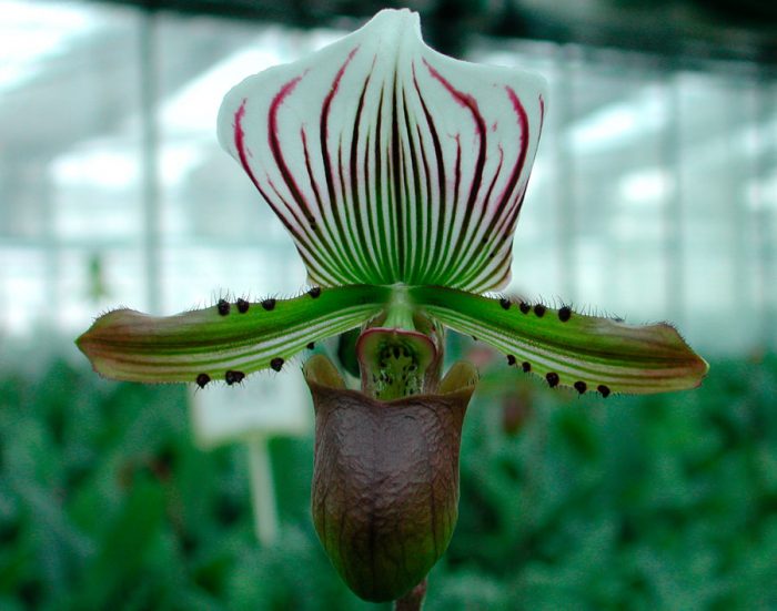 Орхидея Paphiopedilum