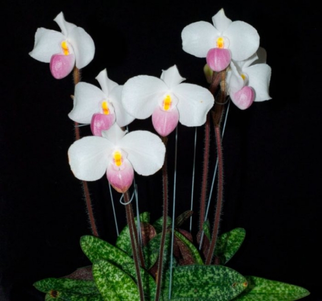 Орхидея Paphiopedilum