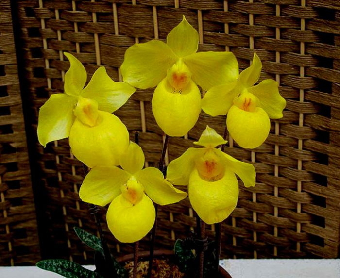 Орхидея Paphiopedilum