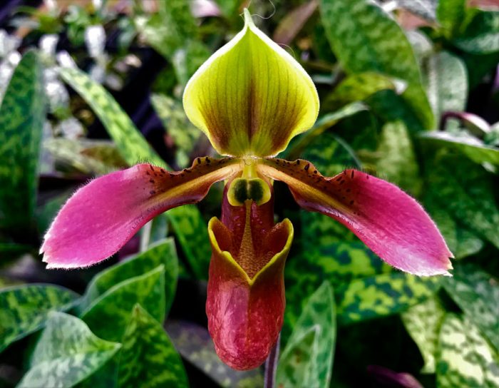 Орхидея Paphiopedilum