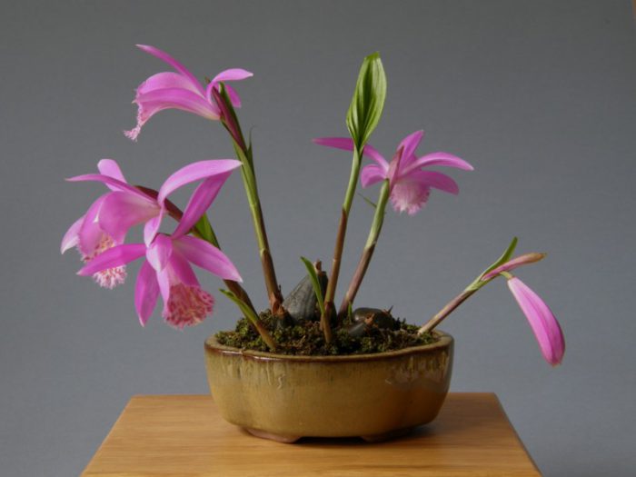Playone орхидея