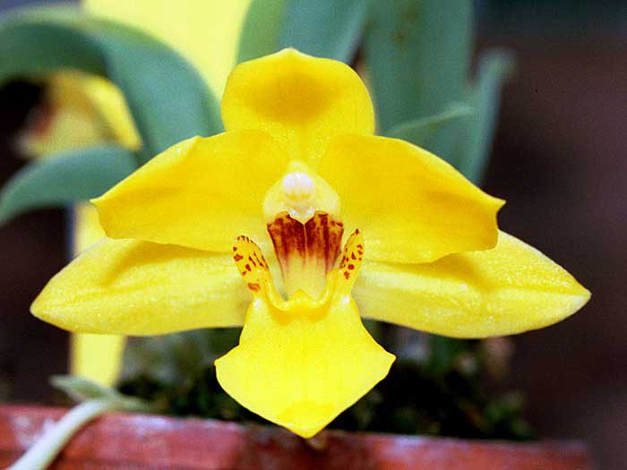 Обменная орхидея