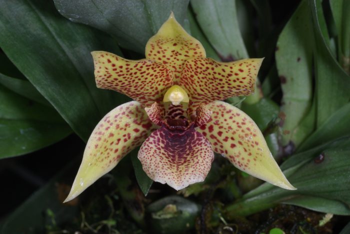 Обменная орхидея