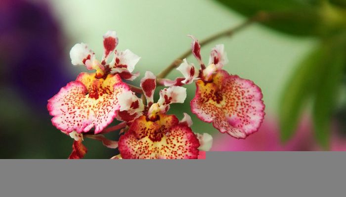 Орхидея толумния