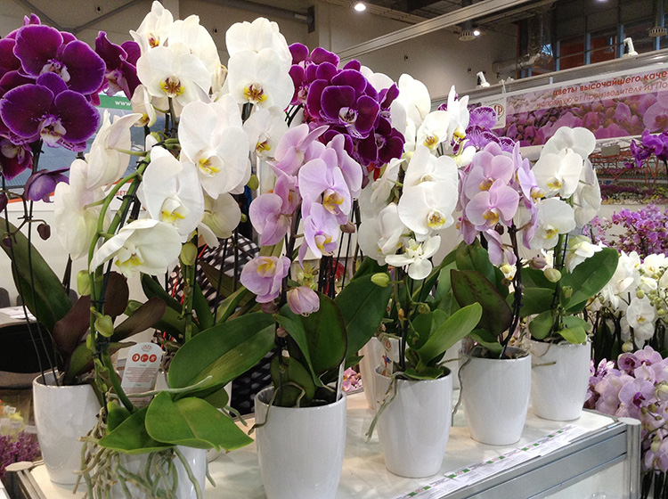 Орхидея - уход и размножение в доме, температура, полив, влажность, освещение
