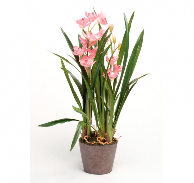 Орхидея - уход и размножение в доме, температура, полив, влажность, освещение