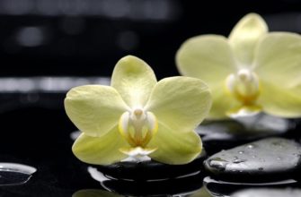 Орхидея: уход и размножение в домашних условиях, температура, полив, влажность, освещение
