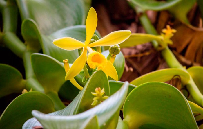 Vanilla Orchid (Ванильная орхидея)