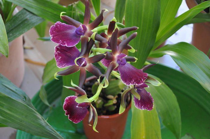 Зигопеталовая орхидея