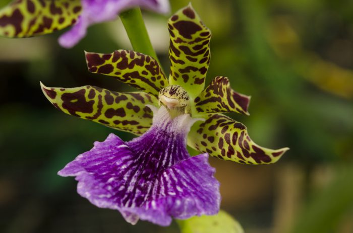 Зигопеталовая орхидея
