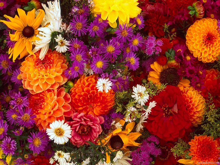 Осенние цветы в саду: фото и названия, как ухаживать