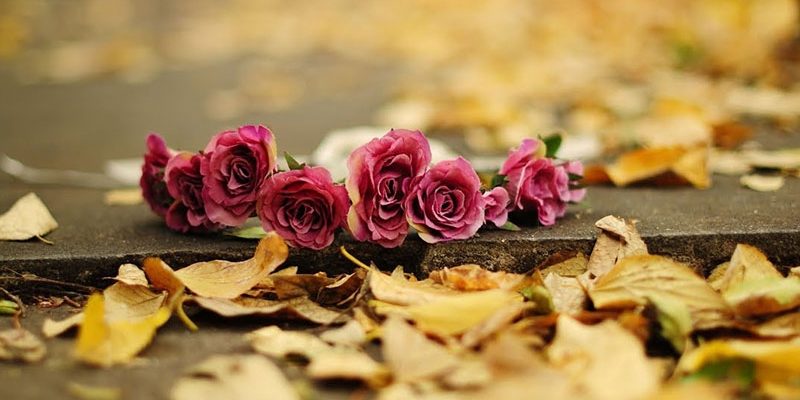 Осенние цветы в саду: фото и названия, как ухаживать