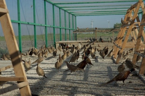 Основы домашнего разведения фазанов
