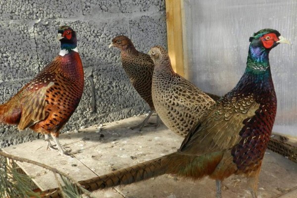 Основы домашнего разведения фазанов