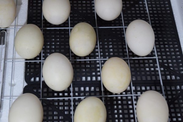 Основы инкубации утиных яиц для начинающих