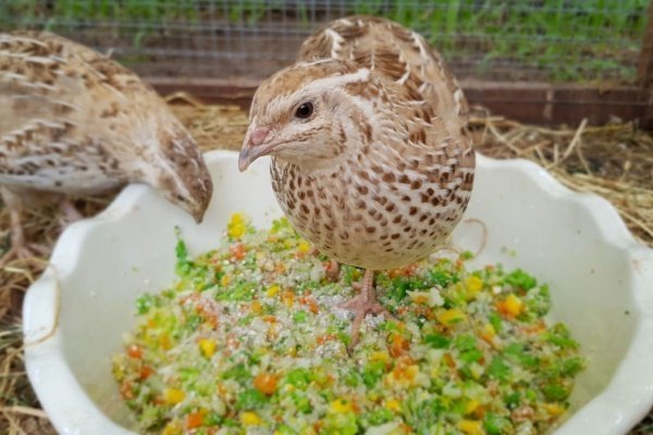 Основы кормления перепелов: чем и чем кормить птиц?