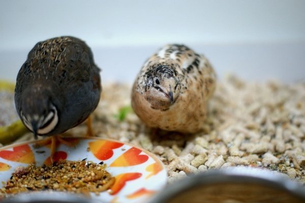 Основы кормления перепелов: чем и чем кормить птиц?