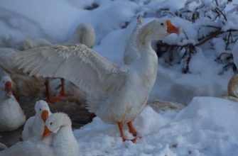 Особенности и правила содержания гусей в зимнее время