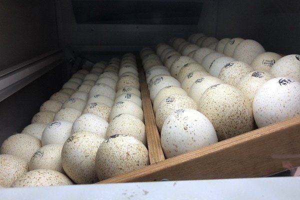 Характеристики инкубации яиц индейки: от завязывания плодов до вылупления