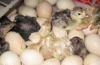 Особенности инкубации индюшиных яиц: от закладки до вылупления