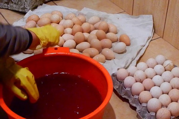 Особенности инкубации куриных яиц в домашних условиях