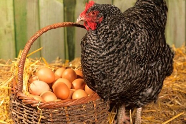 Особенности кладки яиц курами молодками: сроки, яйценоскость, продолжительность, повышение количества и качества яиц