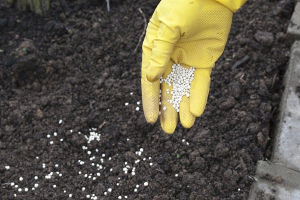 Особенности посадки и выращивания арбузного редиса (редиса)