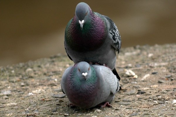 Особенности разведения голубей: возраст, виды вязок и сам процесс