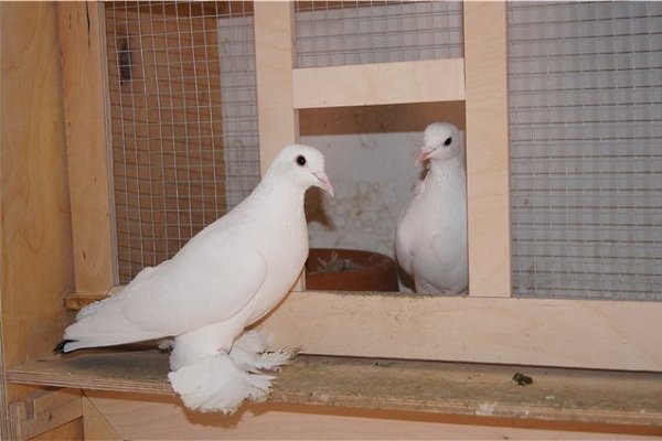 Особенности разведения голубей: возраст, виды вязок и сам процесс