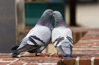 Особенности размножения голубей: возраст, виды спаривания и сам процесс