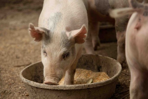 Характеристики свиноводства: кормление, уход, содержание