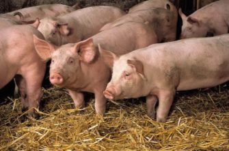 Особенности разведения свиней: кормление, уход, содержание