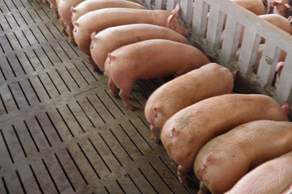 Характеристики свиноводства: кормление, уход, содержание