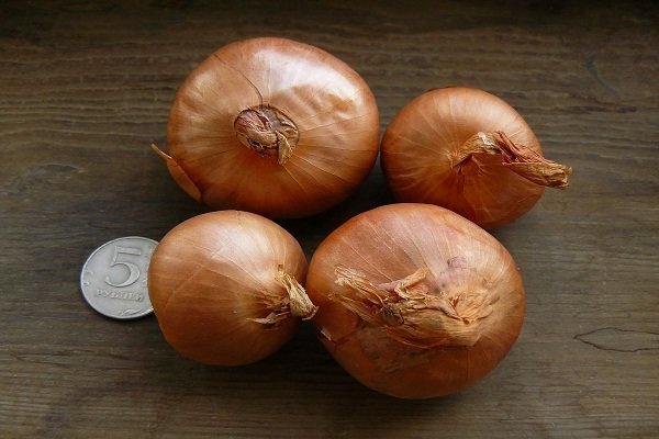 Характеристика семейных луковиц и их выращивание