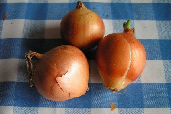Характеристика семейных луковиц и их выращивание
