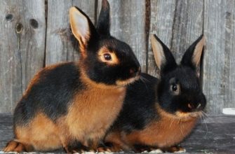 Особенности содержания и характеристика Чёрно огненных кроликов